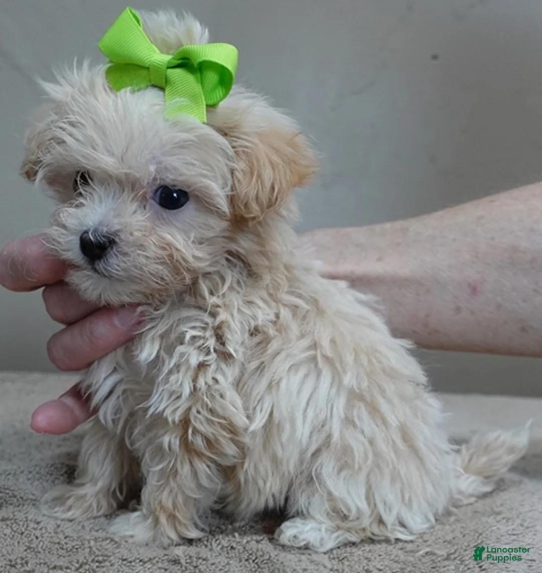Maltipoo dogs for sale: Tiny Kyro - Ad 8