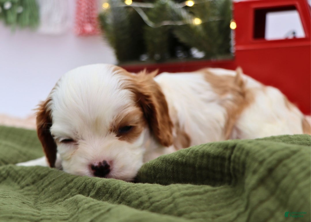 Cavalier King Charles Spaniel dogs for sale: Mack - Ad 7