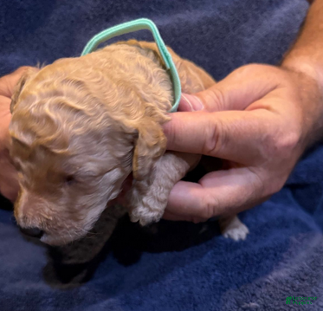 Goldendoodle dogs for sale: W25 Male Teal Collar - Ad 1