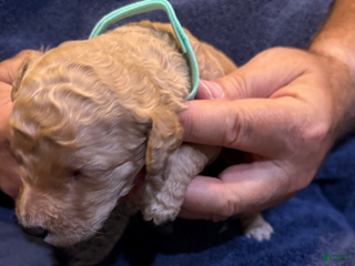 Goldendoodle dogs W25 Male Teal Collar - Ad 8