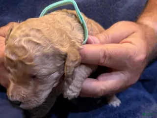 Goldendoodle dogs W25 Male Teal Collar - Ad 13