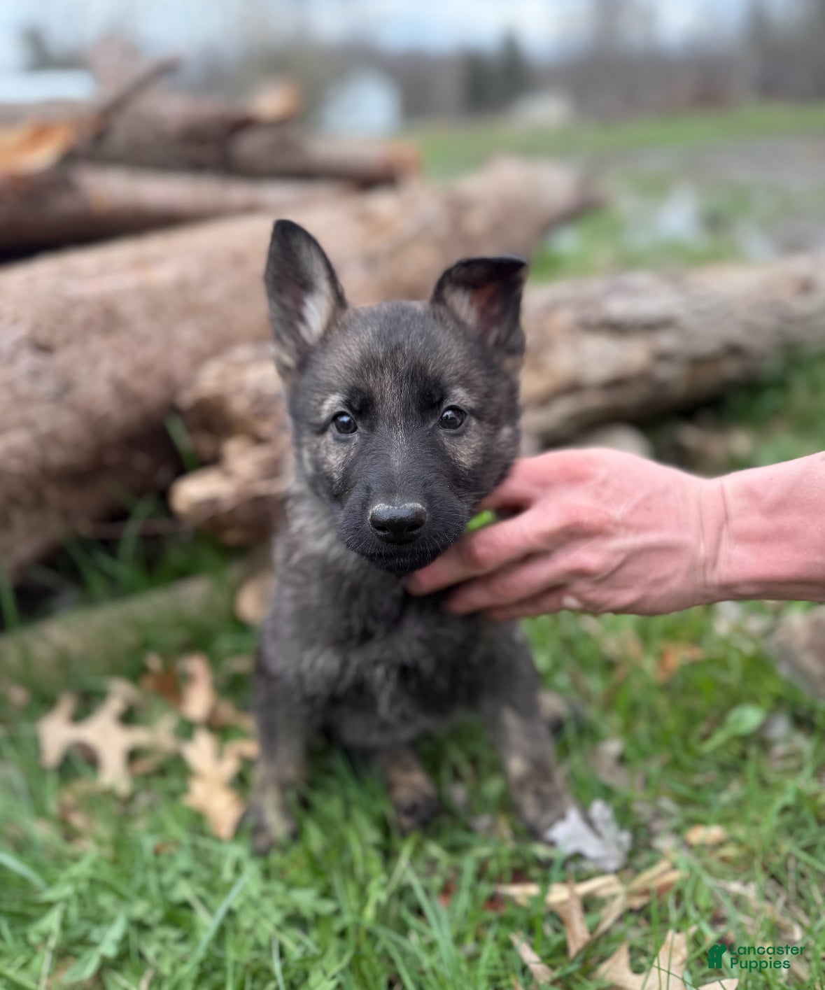 German Shepherd dogs Green collar boy - Ad 9