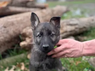German Shepherd dogs Green collar boy - Ad 9
