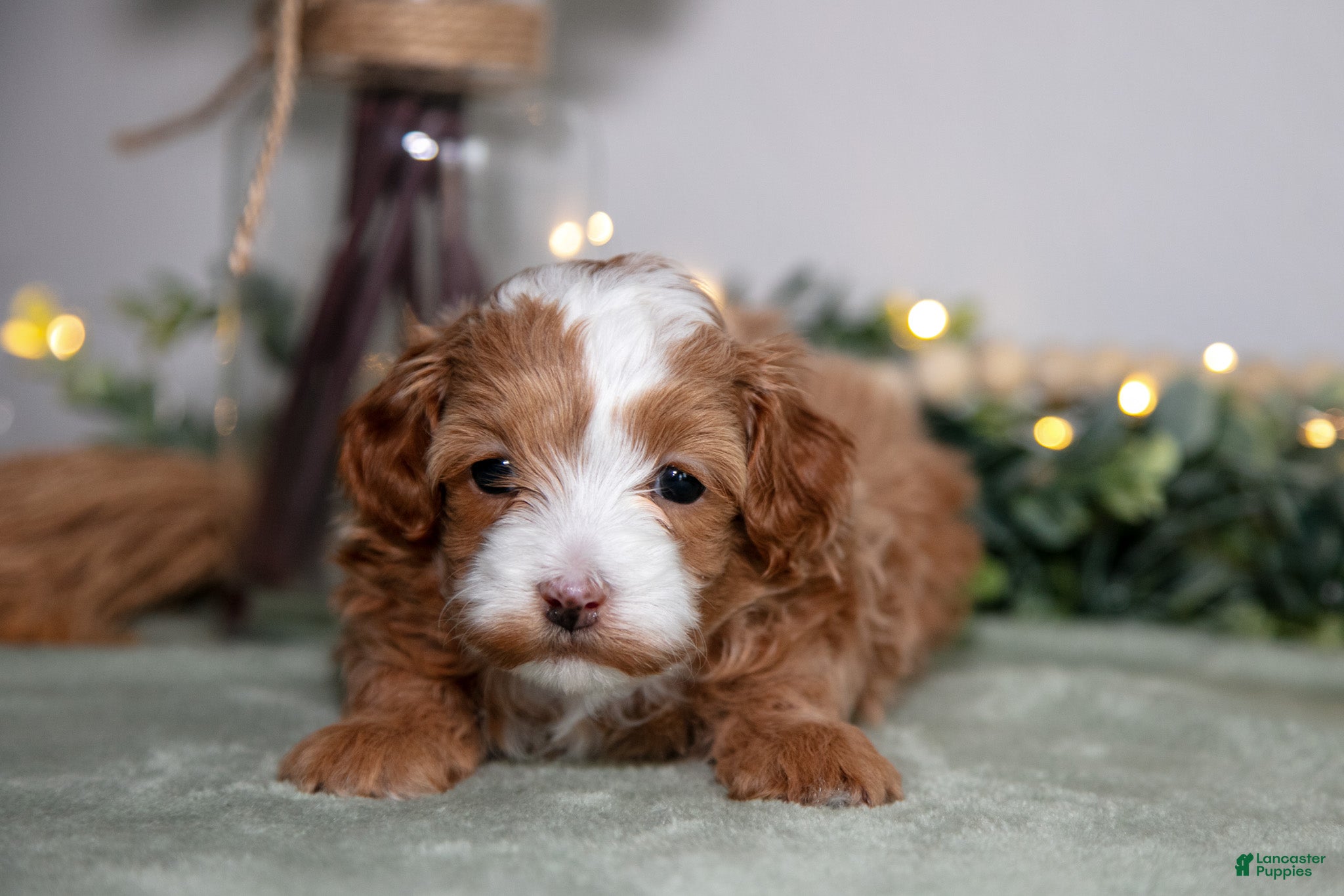 Maltipoo dogs Joey - Ad 1