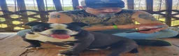 Mixed Breed dogs for sale: BULLADOR  - Ad 2