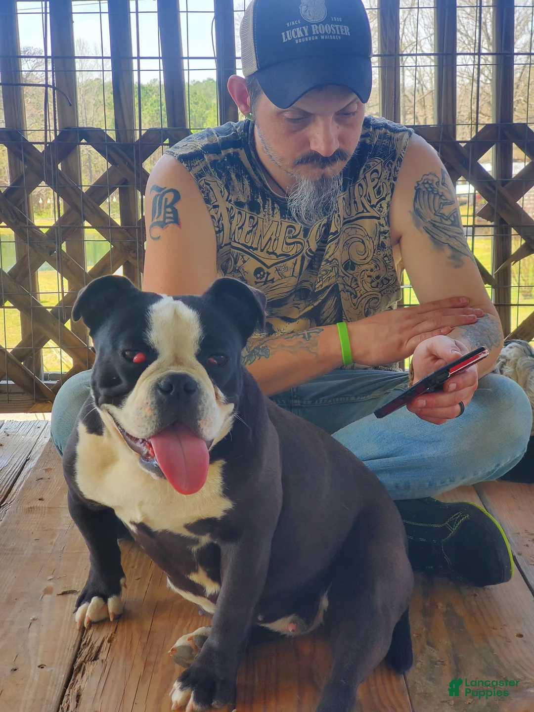 Mixed Breed dogs for sale: BULLADOR  - Ad 2