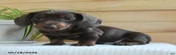 Miniature Dachshund dogs for sale: Shane - Ad 3
