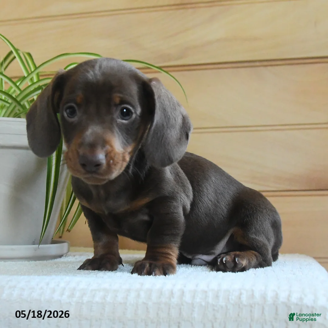 Miniature Dachshund dogs for sale: Shane - Ad 3