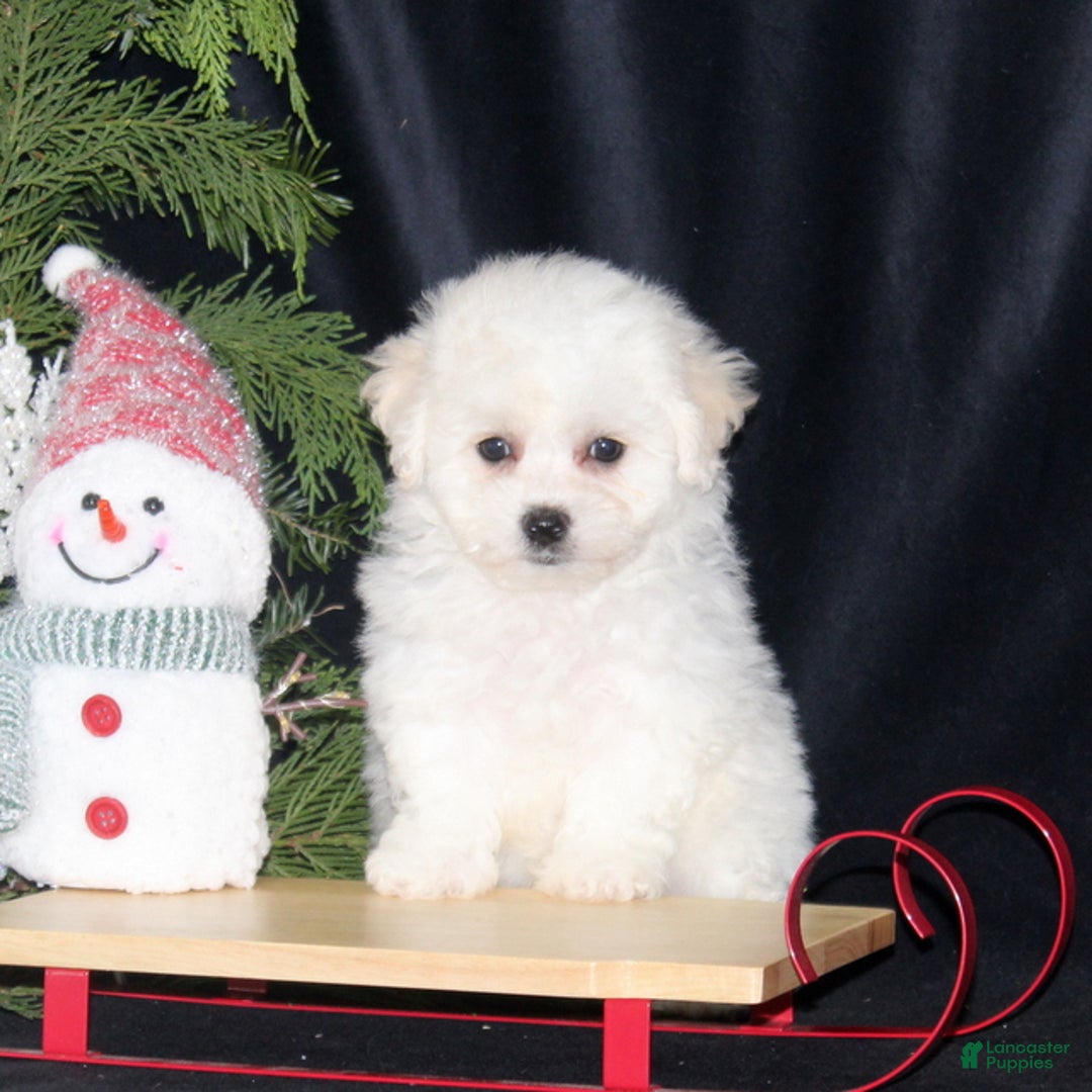 Bichon Frise dogs for sale: Lady - Ad 2