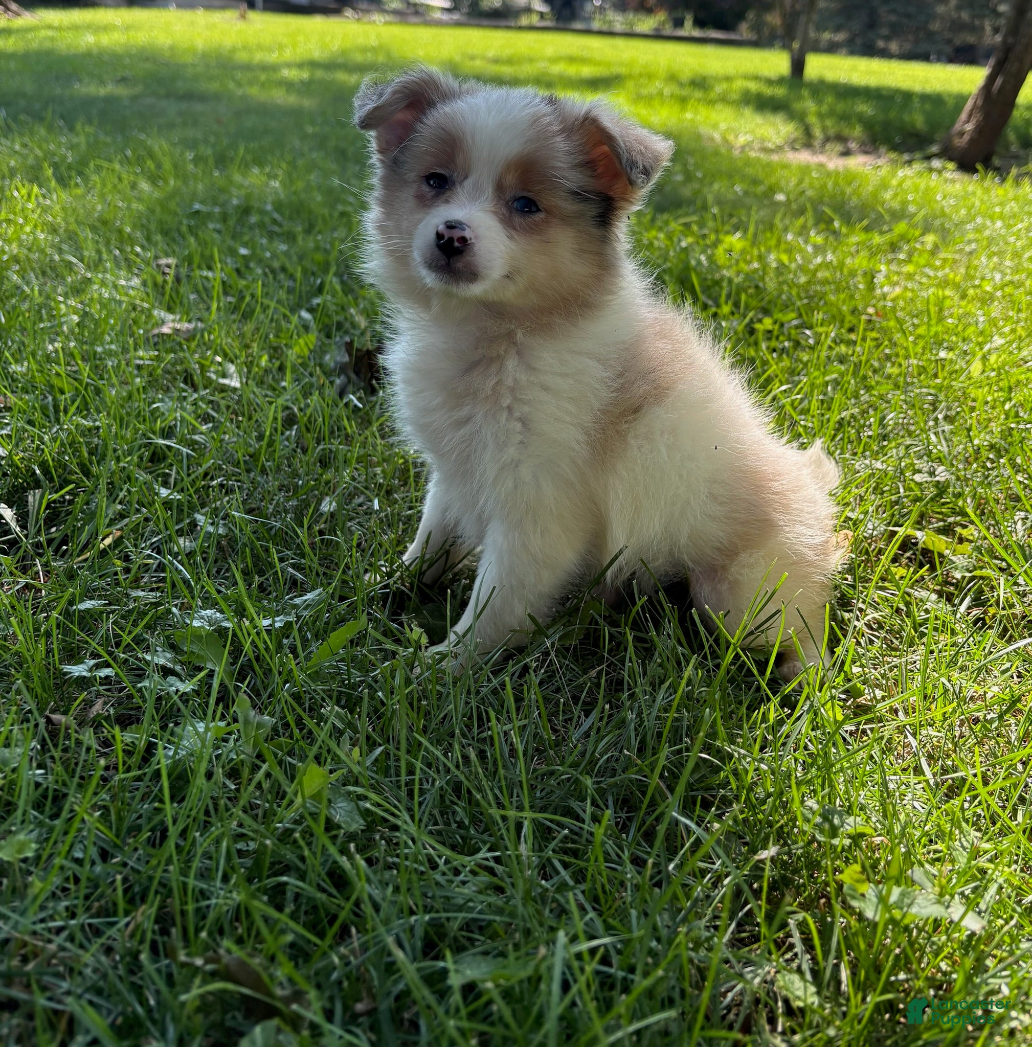 Mixed Breed dogs Mixed Breed 5 - Ad 25