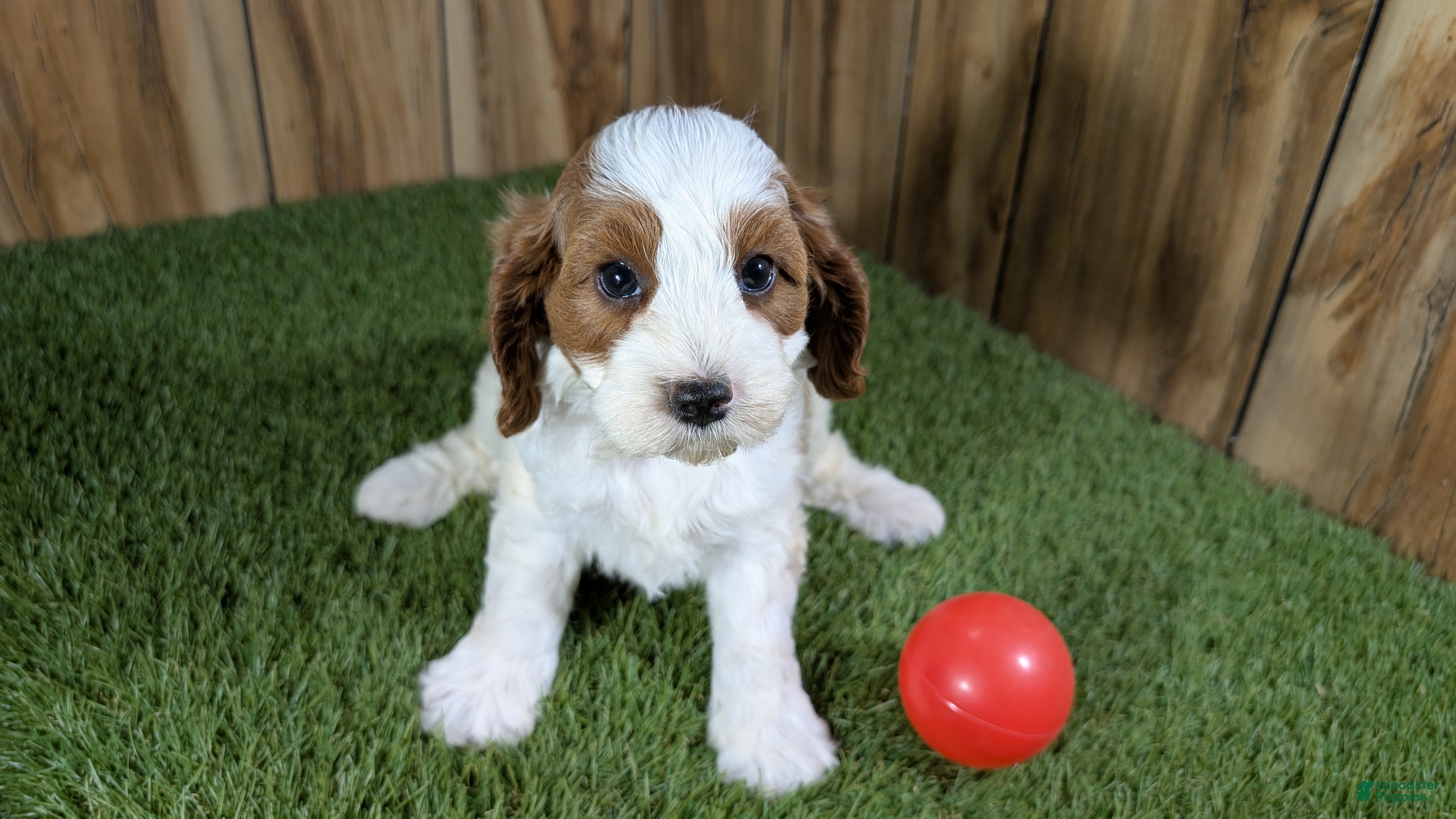 Cavapoo dogs LaRaes Girl - Ad 2
