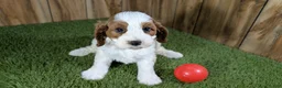 Cavapoo dogs for sale: LaRaes Girl - Ad 2