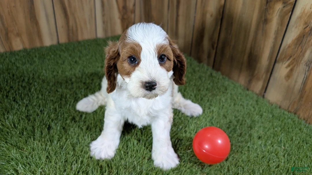 Cavapoo dogs for sale: LaRaes Girl - Ad 2