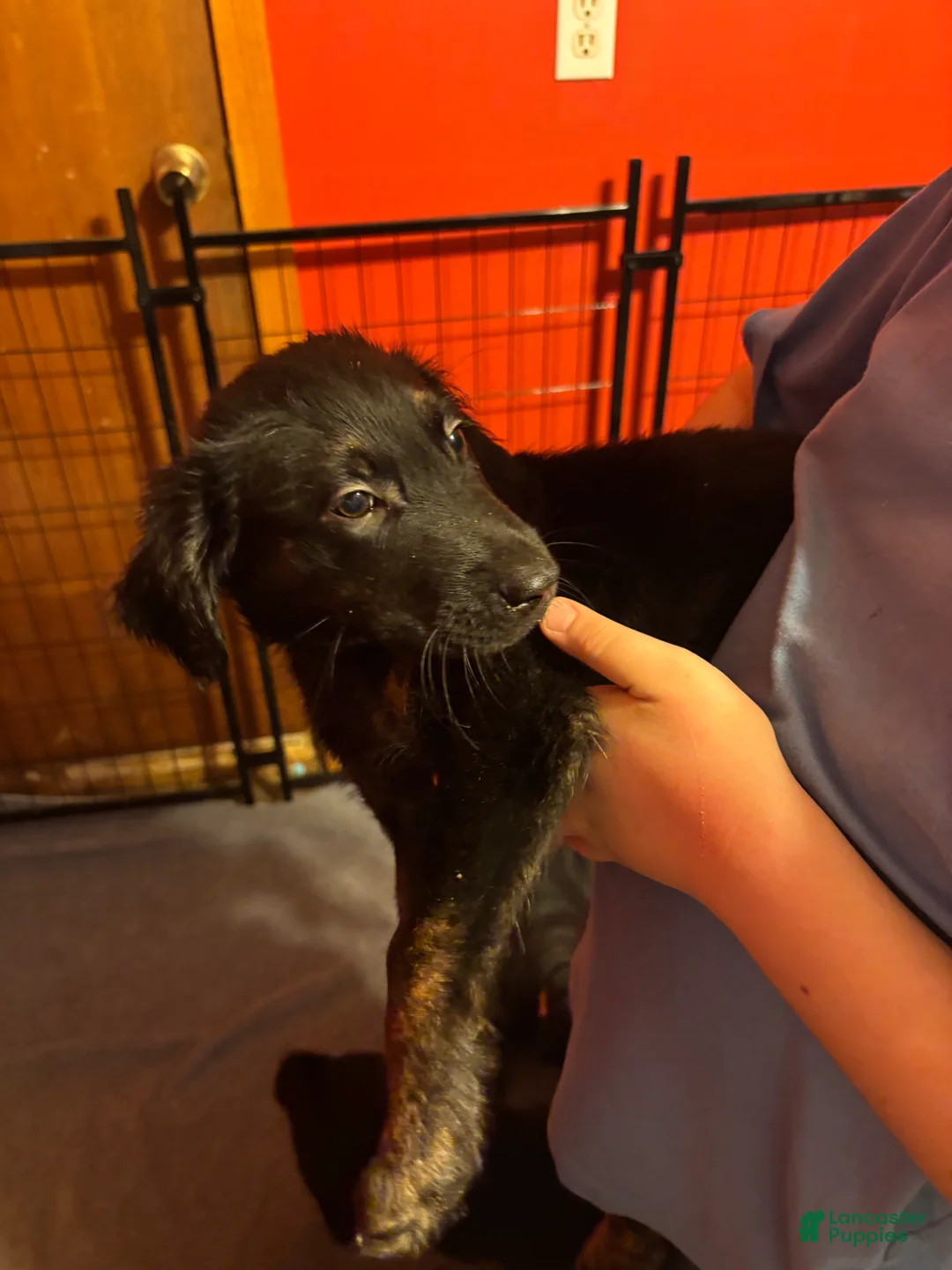 Goldador dogs for sale: Honey - Ad 3