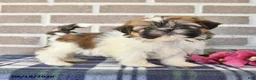Shih Tzu dogs for sale: Petunia - Ad 1