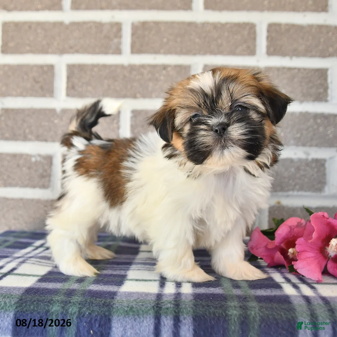 Shih Tzu dogs for sale: Petunia - Ad 1