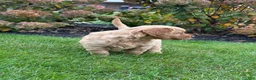 Golden Retriever dogs for sale: Paris - Ad 3