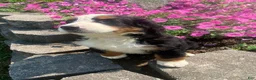 Bernese Mountain Dog dogs for sale: Rosie - Ad 7