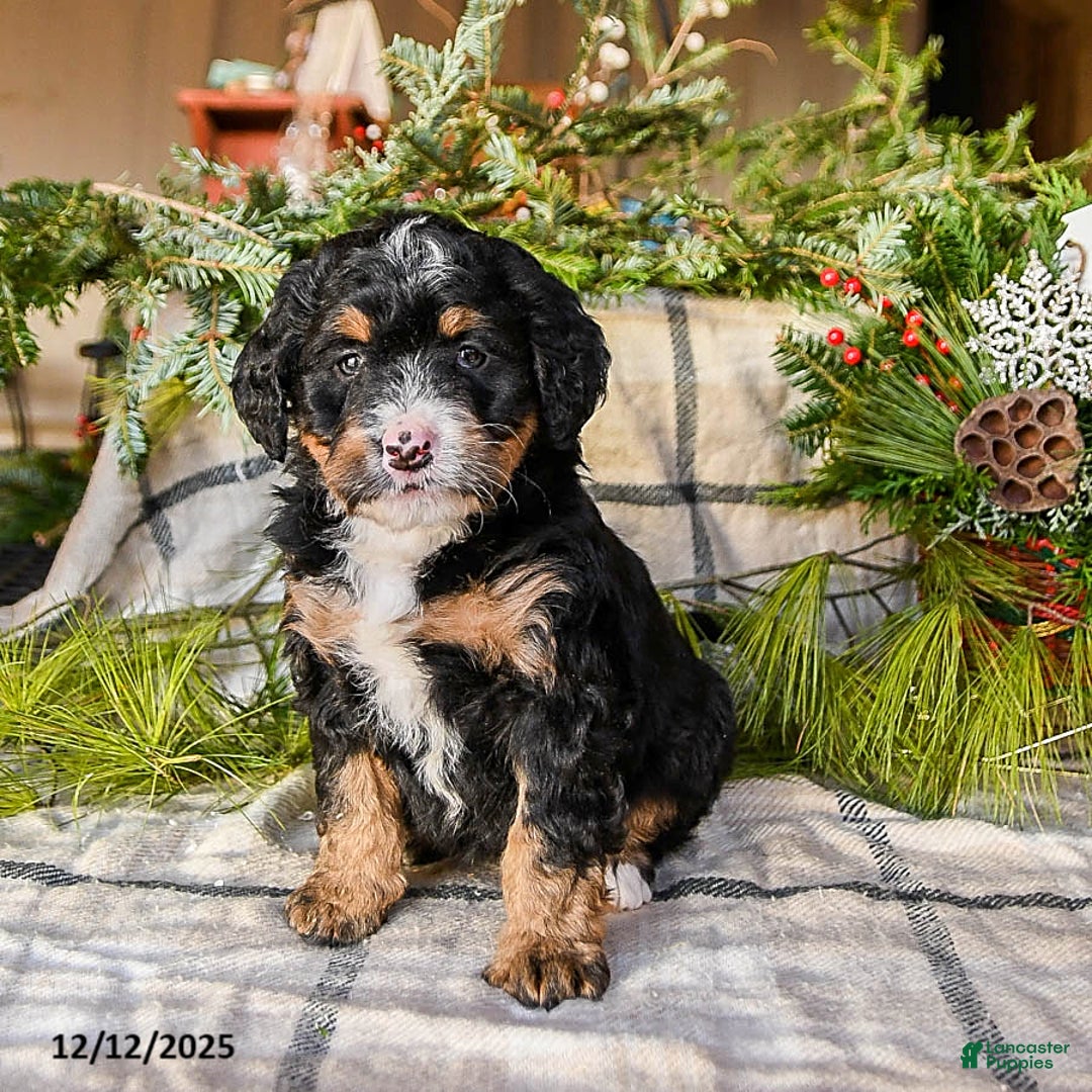 Mini Bernedoodle dogs for sale: Molly - Ad 2