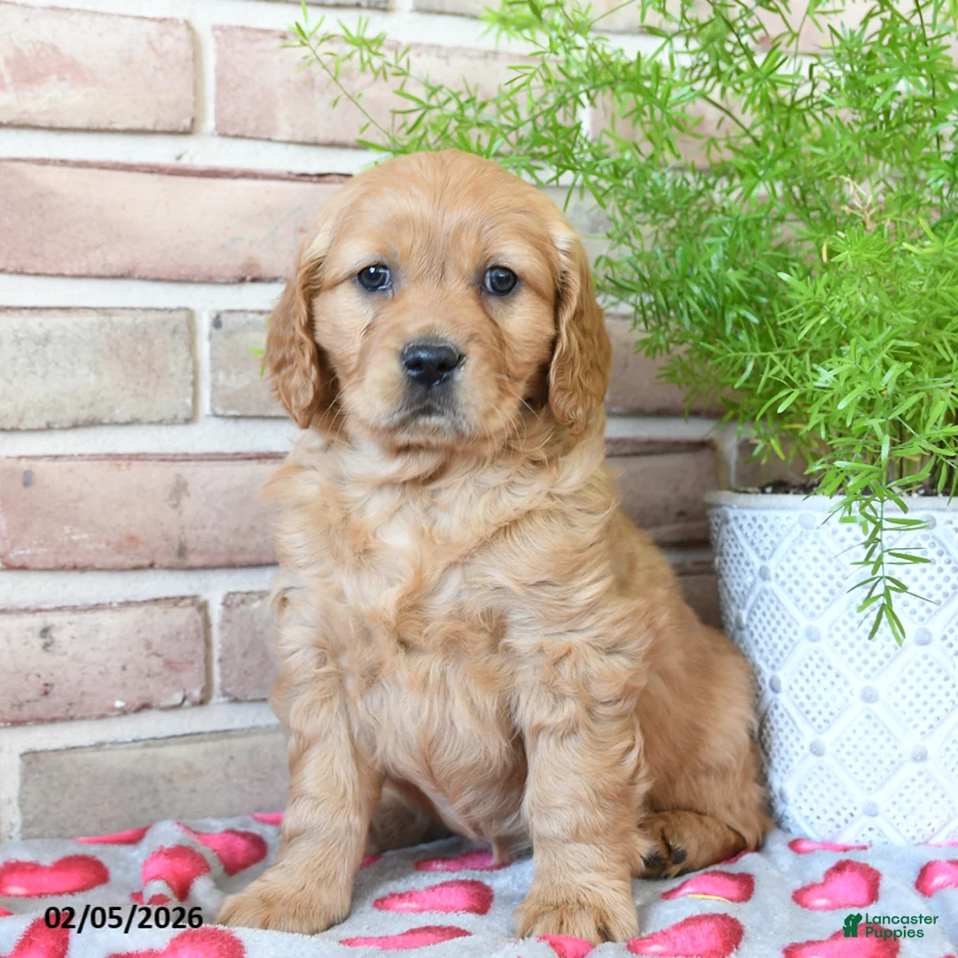 Miniature Golden Retriever dogs for sale: Candy - Ad 1