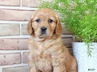 Miniature Golden Retriever dogs Candy - Ad 15