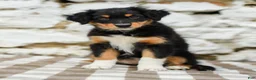 Australian Shepherd dogs for sale: Tessa - Ad 3