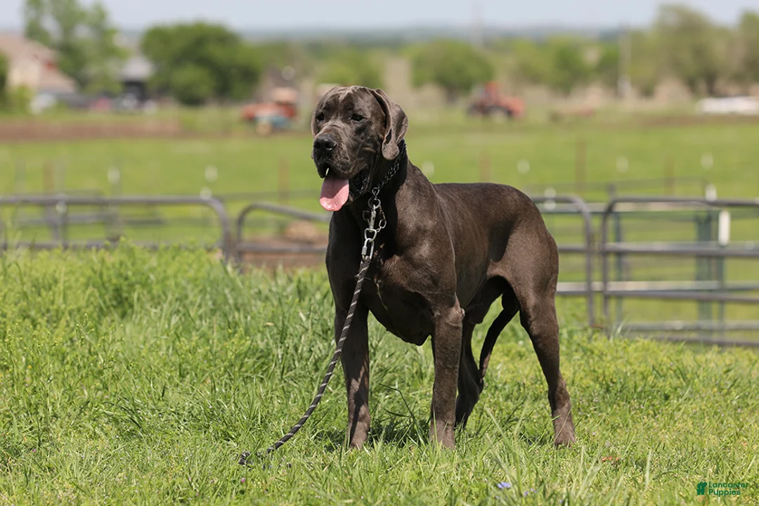 Great Dane dogs for sale: Dora - Blue Euro Great Dane Girl - Ad 3