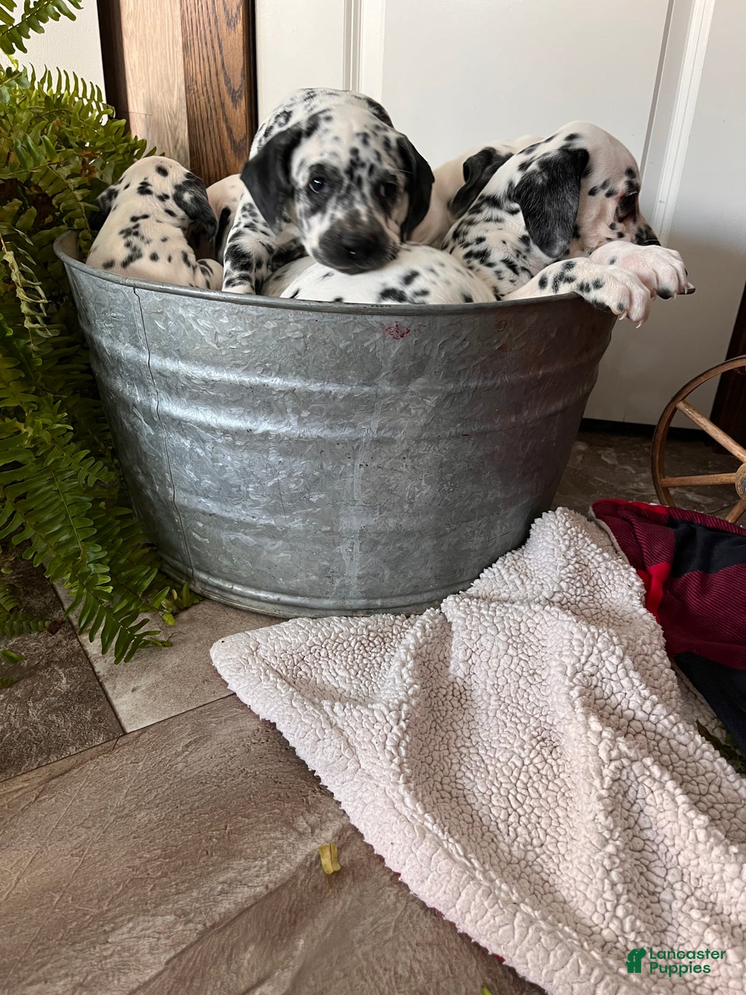 Dalmatian dogs for sale: Scraps❤️🐾AKC Hip Cert ❤️🐾Christmas Ready Call 610-932-1112 - Ad 6