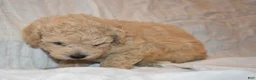Toy Poodle dogs for sale: Toy Poodle 2 - Ad 4