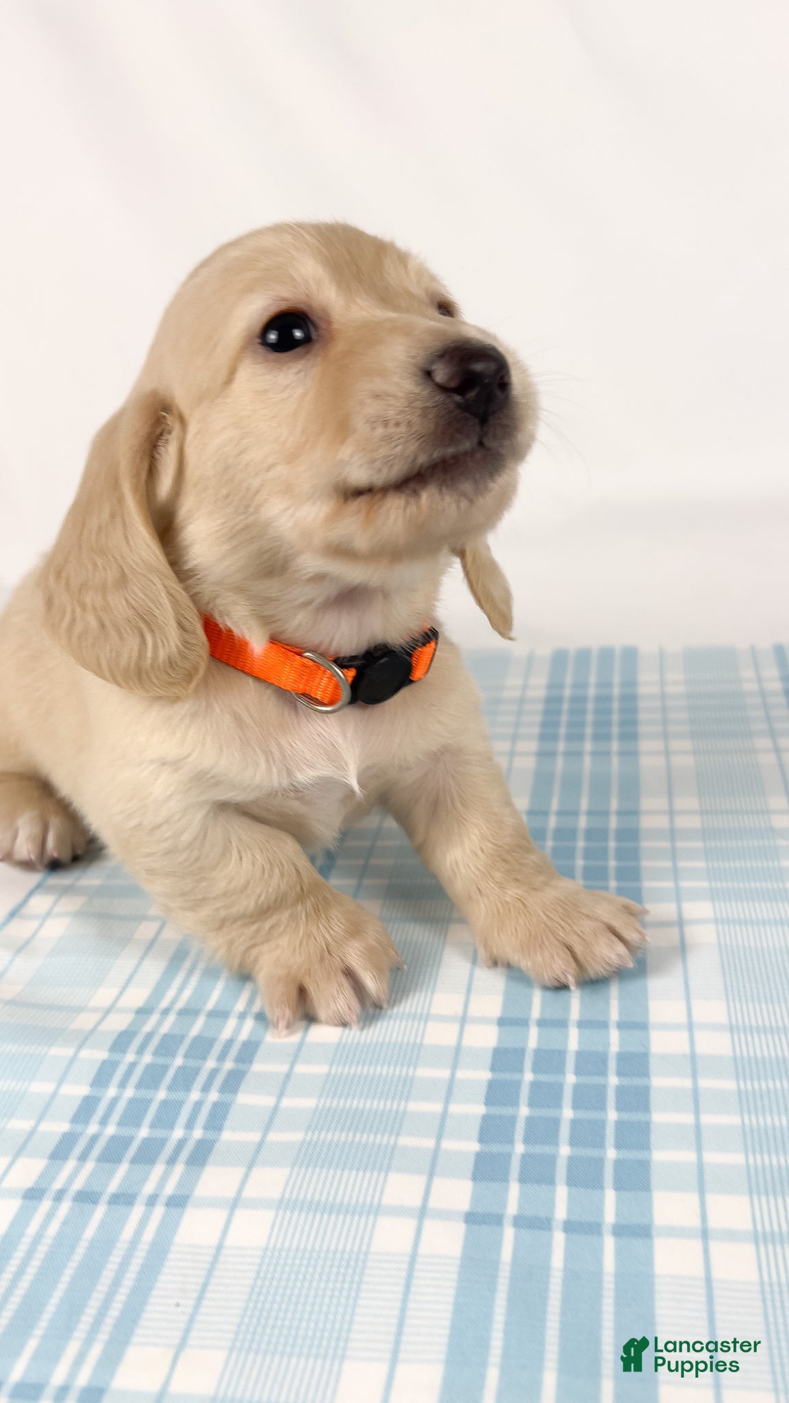 Miniature Dachshund dogs Cheddar - Ad 20