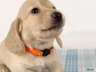 Miniature Dachshund dogs Cheddar - Ad 20