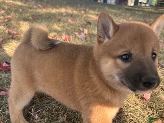 Shiba Inu dogs - Ad 2