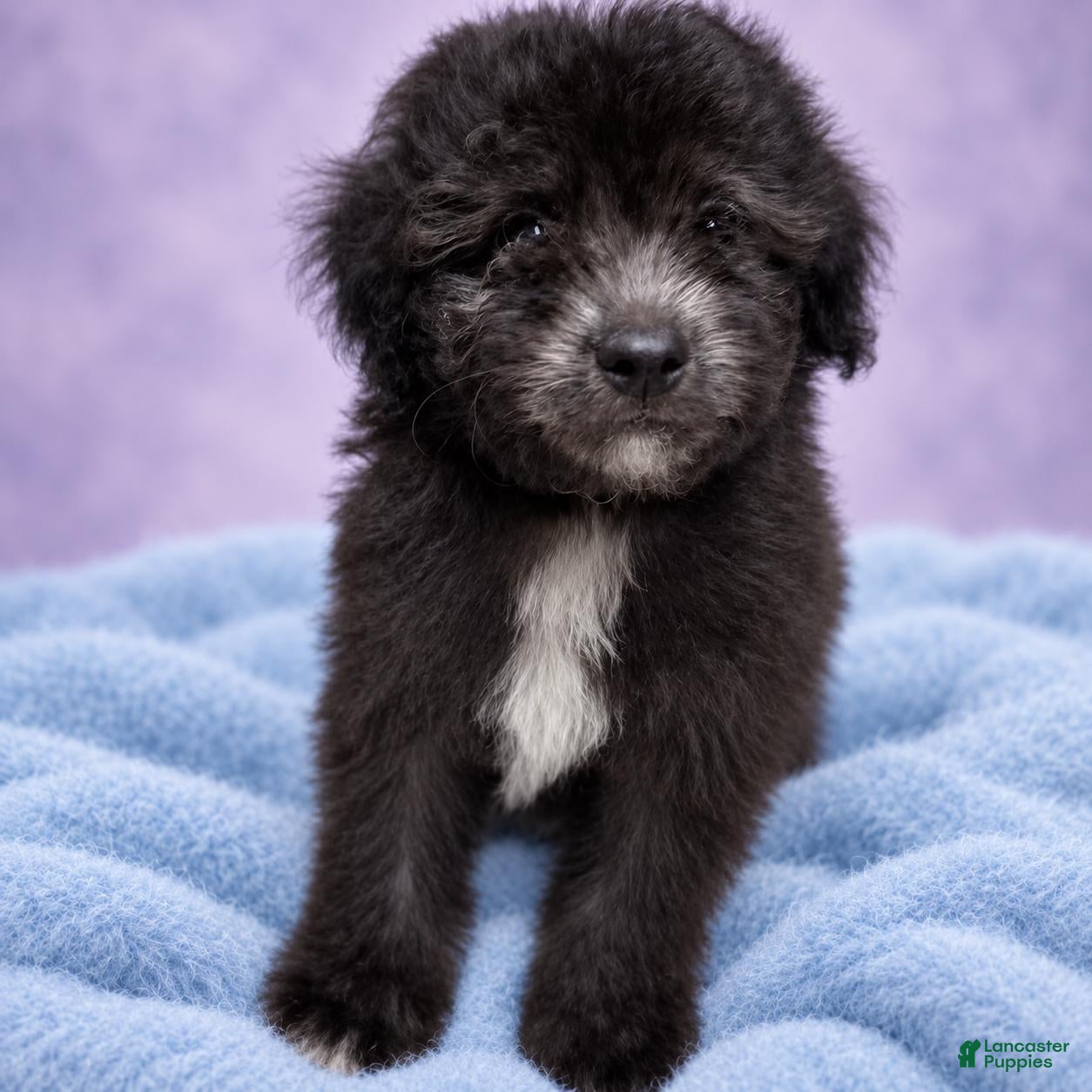 Toy Poodle dogs for sale: Toy Poodle 1 - Ad 1