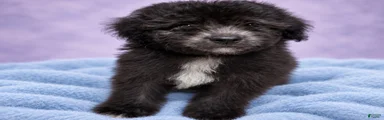 Toy Poodle 1