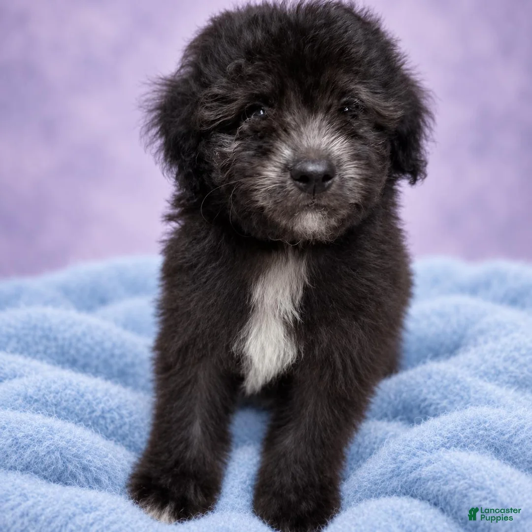 Toy Poodle dogs for sale: Toy Poodle 1 - Ad 1