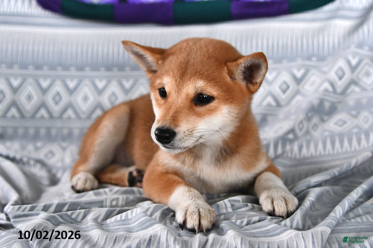Shiba Inu dogs Kathyn - Ad 2