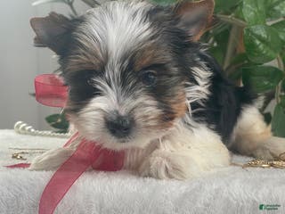 Biewer Terrier dogs Tilly - Ad 2