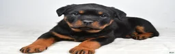 Rottweiler dogs for sale: Peggy - Ad 3