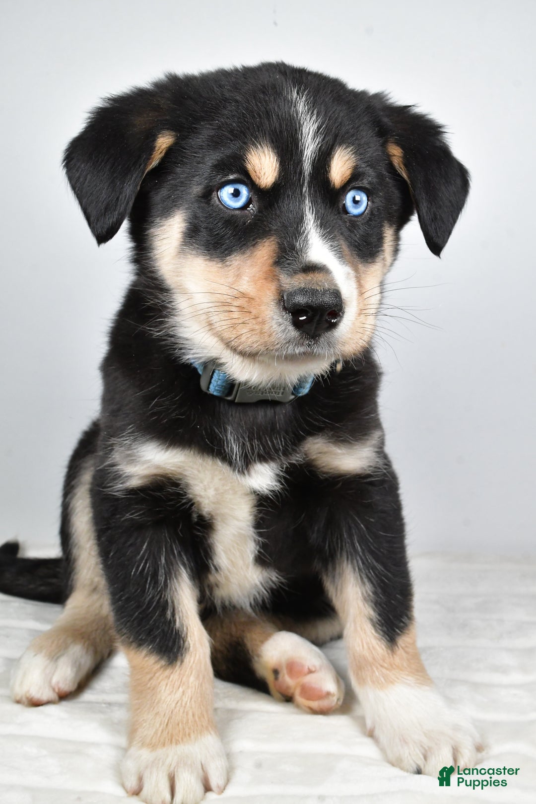 Mixed Breed dogs for sale: Diesel - Ad 6