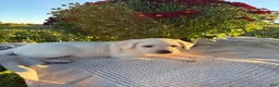 Labrador Retriever dogs for sale: Brooks - Ad 1