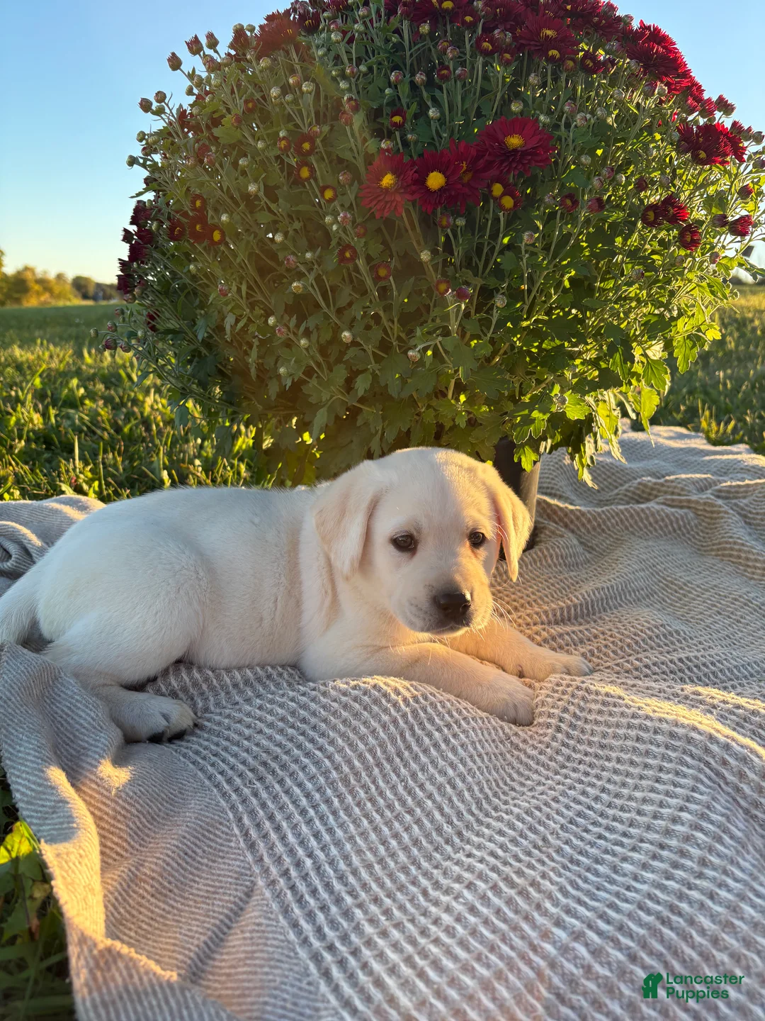 Labrador Retriever dogs for sale: Brooks - Ad 1