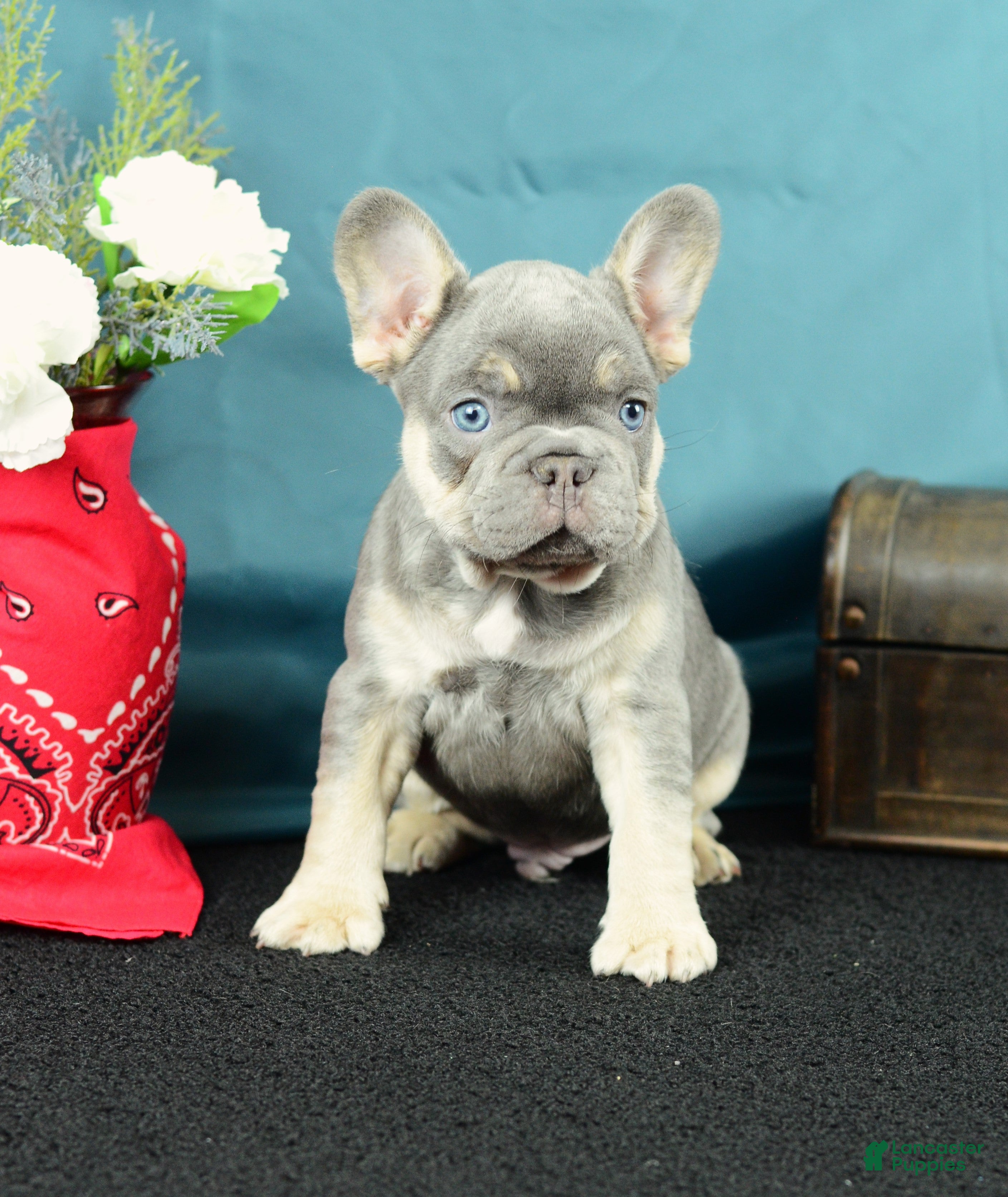French Bulldog dogs 919 Jasper - Ad 1