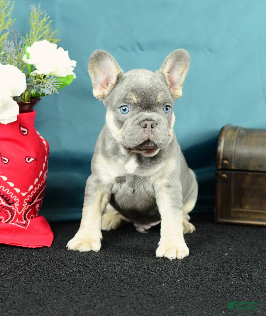 French Bulldog dogs for sale: 919 Jasper - Ad 1