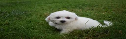 Bichon Frise dogs for sale: Travis 🐾 - Ad 4