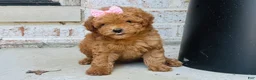 Mini Goldendoodle dogs for sale: Mini Goldendoodle 3 - Ad 4