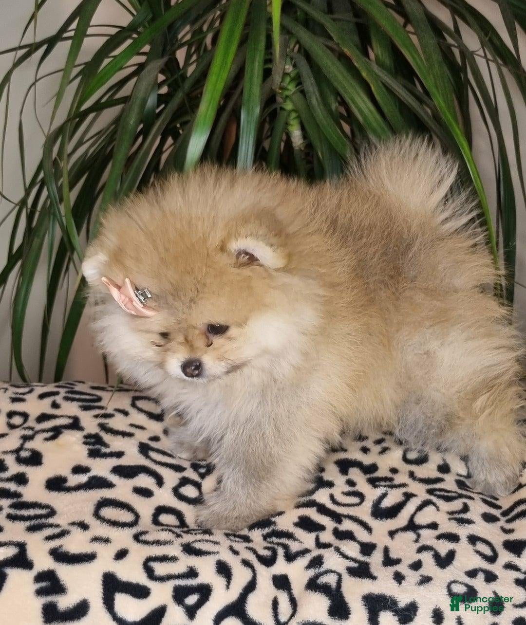 Pomeranian dogs for sale: Sofia - Ad 17