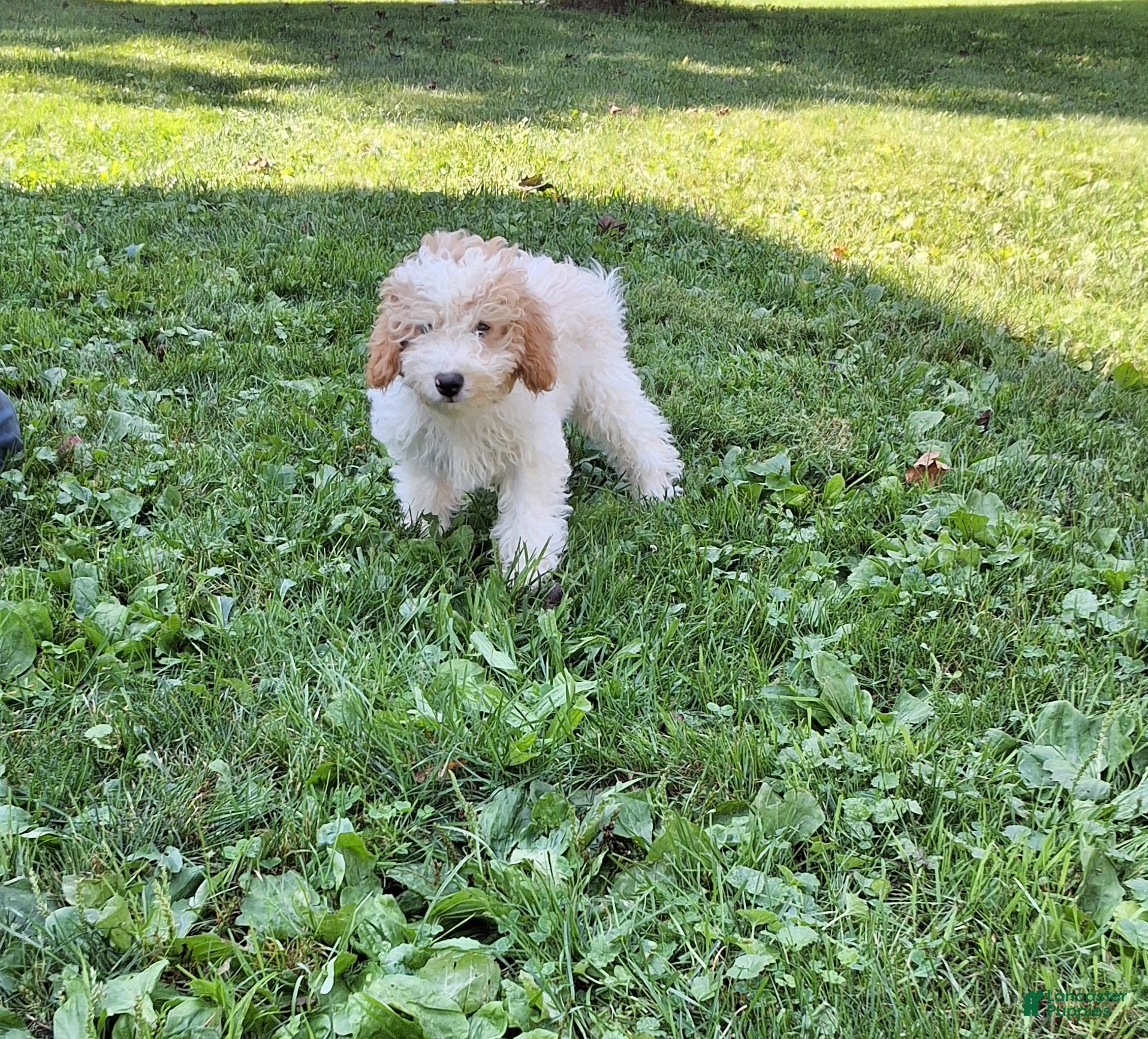 Miniature Poodle dogs Nick - Ad 1
