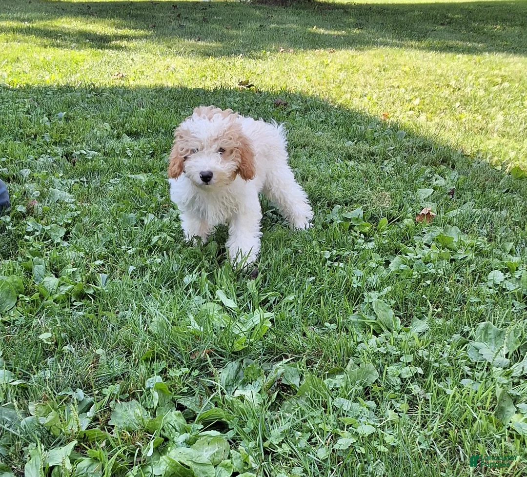 Miniature Poodle dogs for sale: Nick - Ad 1