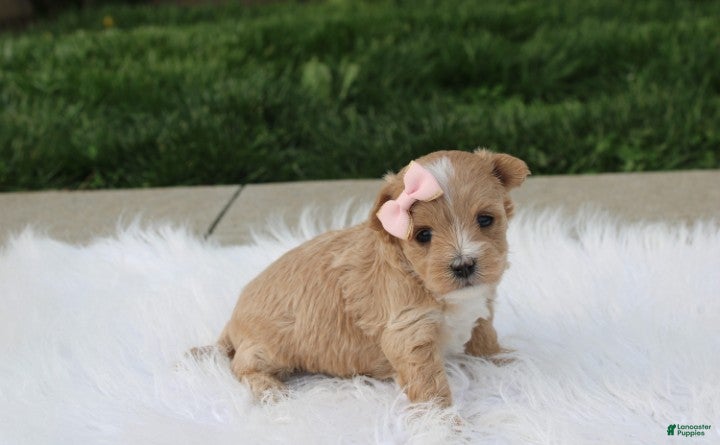 Maltipoo dogs Bella - Ad 2