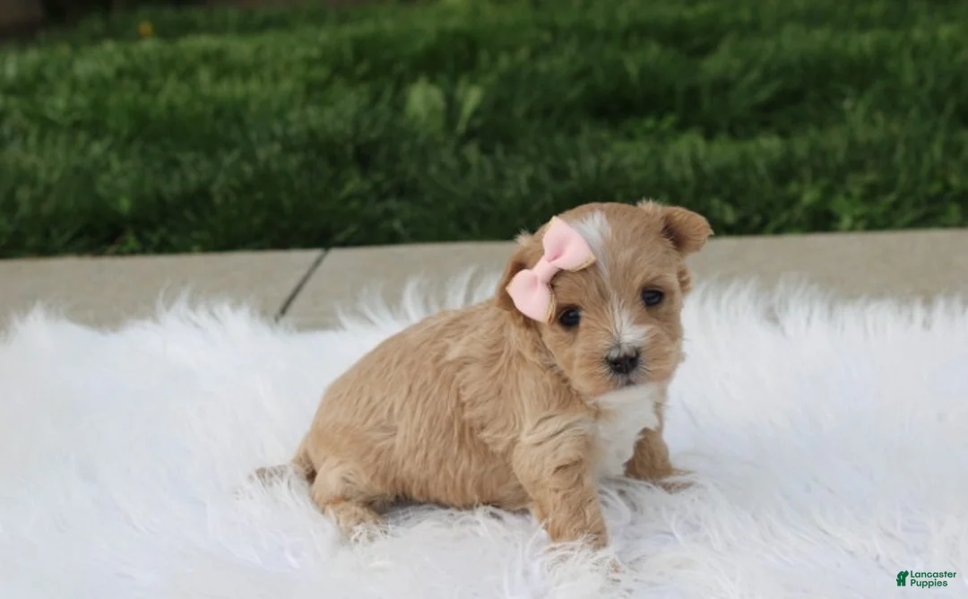 Maltipoo dogs for sale: Bella - Ad 2
